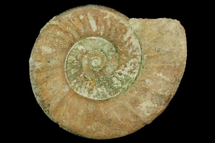 Ammonite (Orthosphinctes) Fossil - Germany #125865